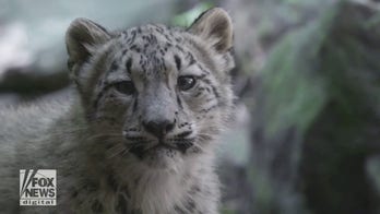 The Bronx Zoo debuts two baby snow leopards that were born over the summer