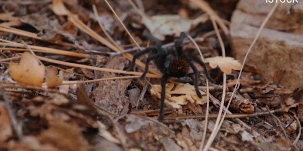 We still know 'very little' about tarantulas, professor of biology says