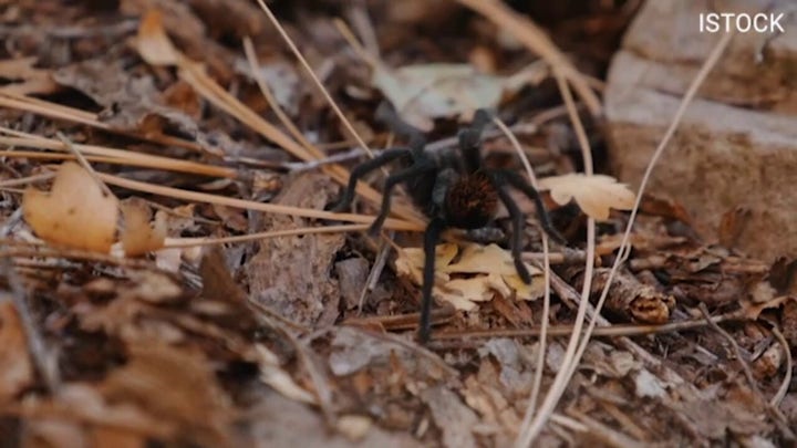 We still know 'very little' about tarantulas, professor of biology says