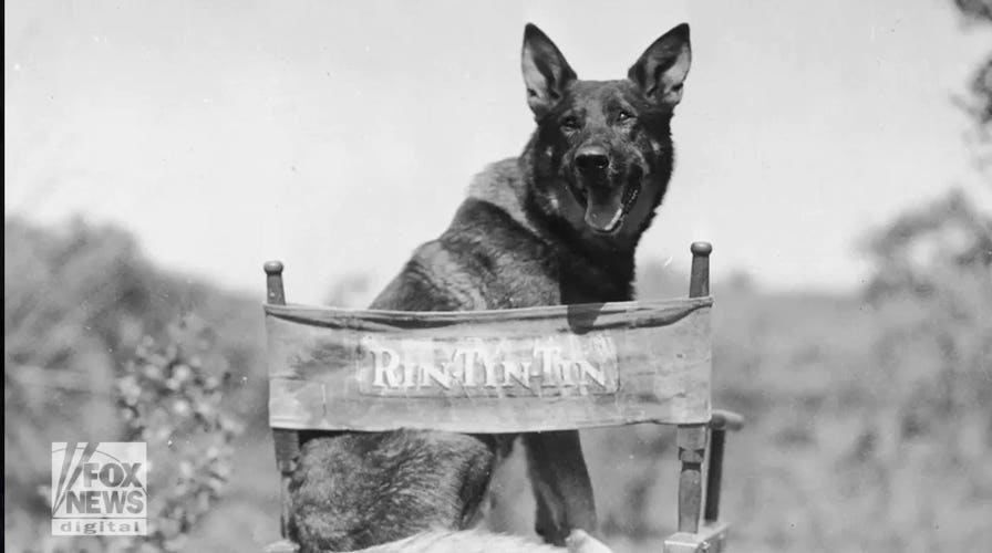 On this day in history, March 13, 1942, US Army K-9 Corps begins
