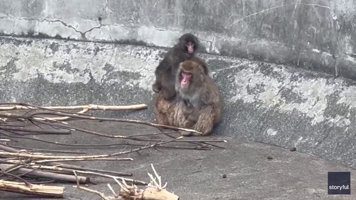 Punch the monkey makes new friends after bullying video goes viral