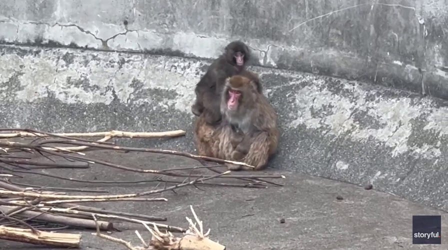 Punch the monkey makes new friends after bullying video goes viral