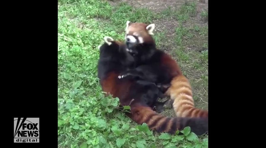 Adorable red pandas spotted cuddling in playful moment