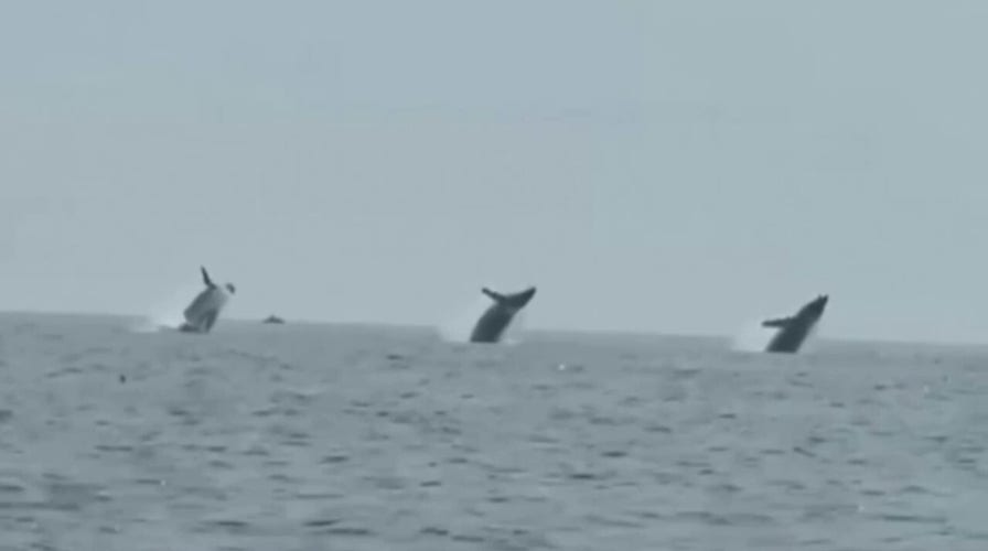 Trio of humpback whales caught on video jumping in unison