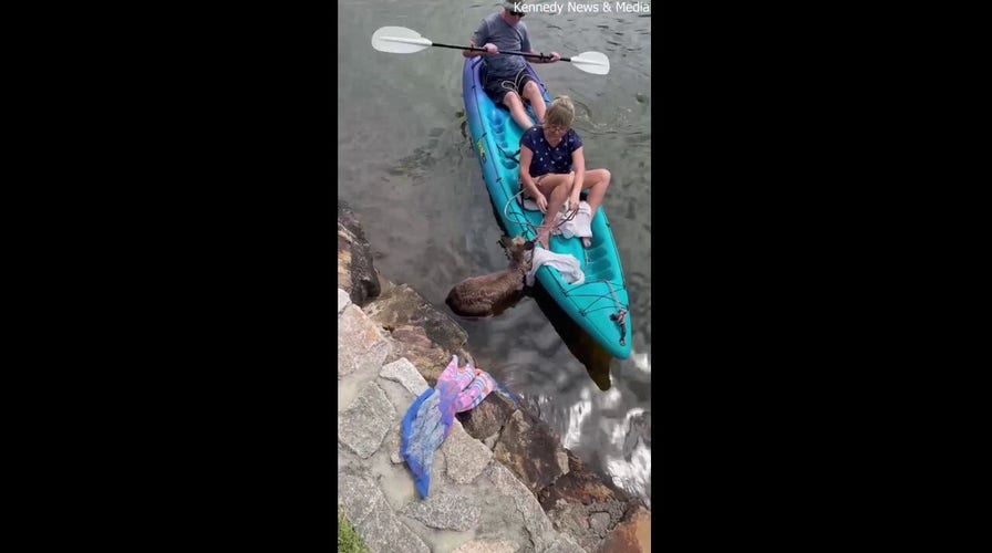 Watch: Australian kayakers help save exhausted kangaroo from shark-infested waters