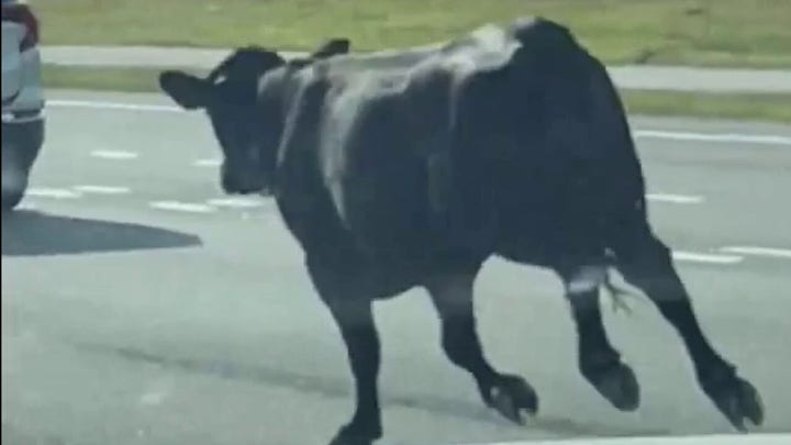 Moo-ve it!: Cows run through busy Florida intersection