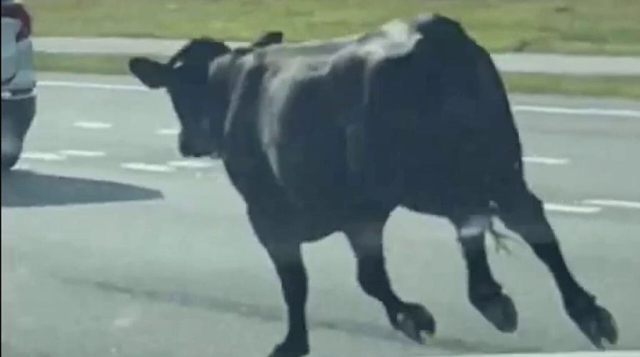 Moo-ve it!: Cows run through busy Florida intersection
