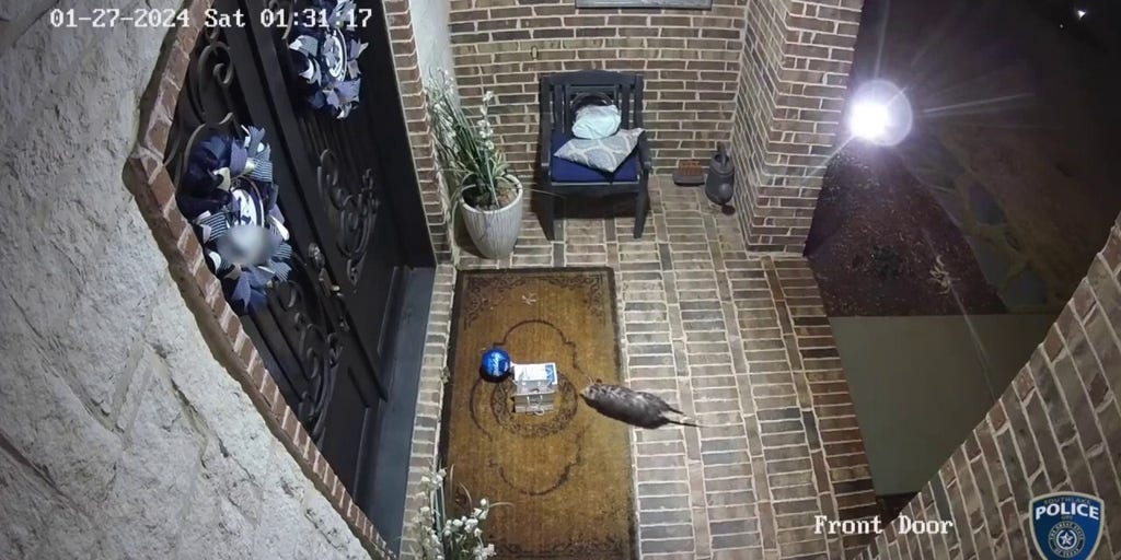 Opossum 'porch pirate' steals 15yearold's birthday cookies Fox News