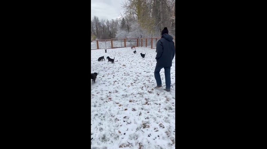 Montana puppies enjoy the first snowfall of the season in this adorable video