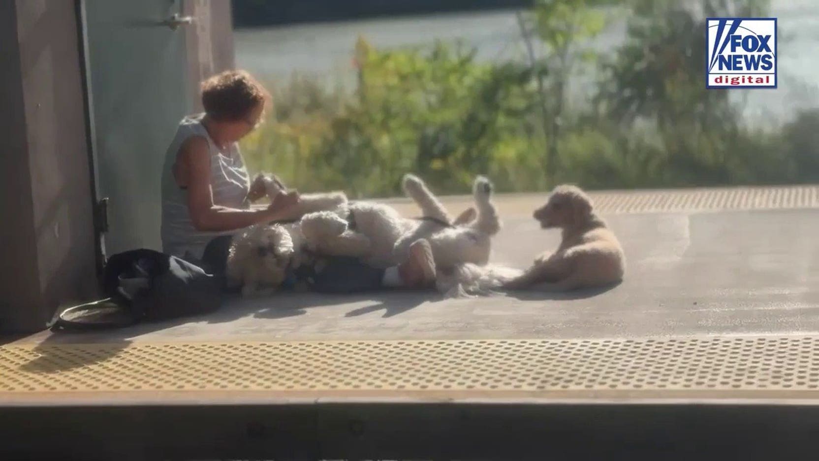 Commuter captures unusual dog grooming session at New York train station