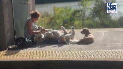 Commuter captures unusual dog grooming session at New York train station