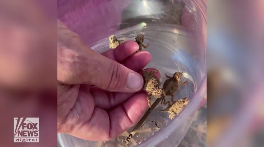 Texas horned lizards, a threatened species, are released into the wild