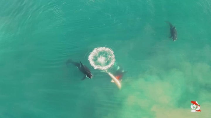 Killer whales hunt, kill great white shark