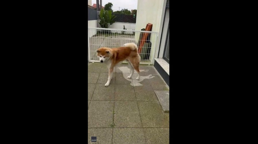 Dog leaves a perfect canine outline on pavement after napping through rain