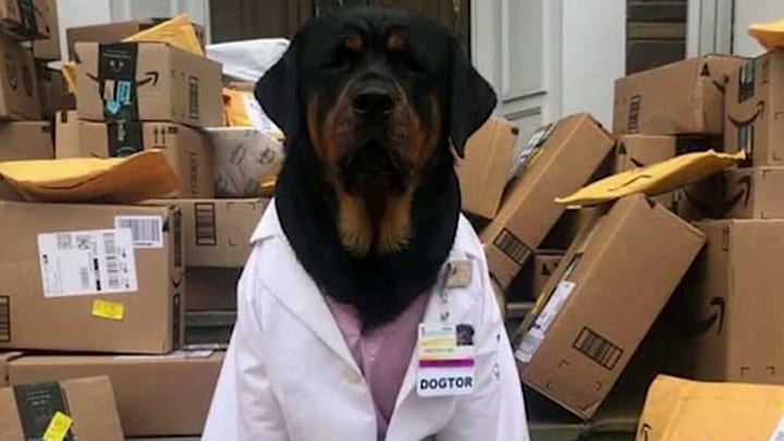 Therapy dog delivers care packages to nurses during the coronavirus outbreak