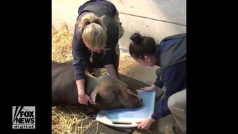 Tapir gets health checkup in fascinating video