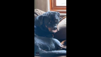 Rottweiler dog caught with baby’s pacifier in its mouth