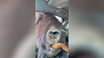 Herd of bison eat bread through car window