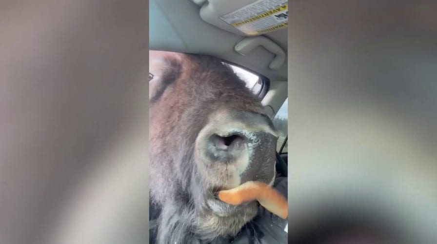 Herd of bison eat bread through car window
