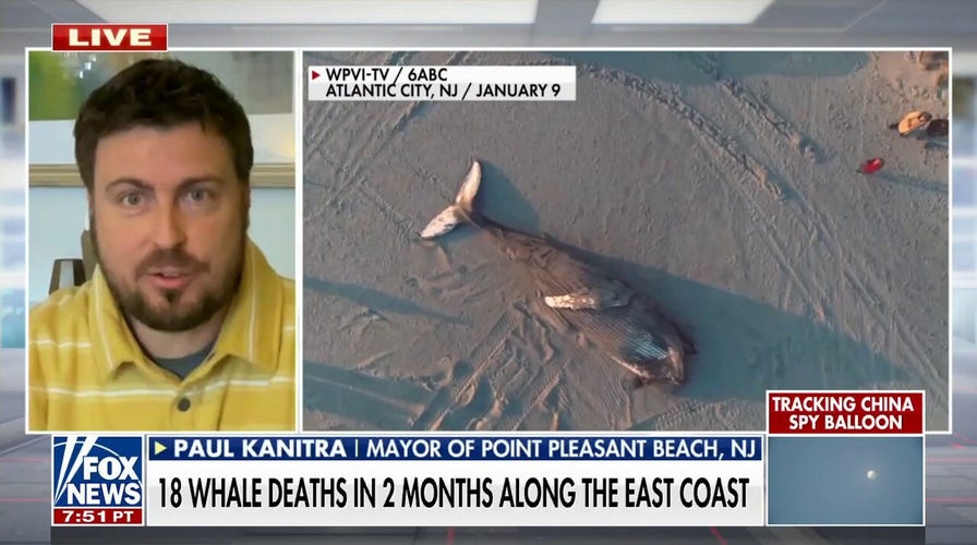 Whales washing up dead along the East Coast ‘reeks of hypocrisy’: Paul Kanitra