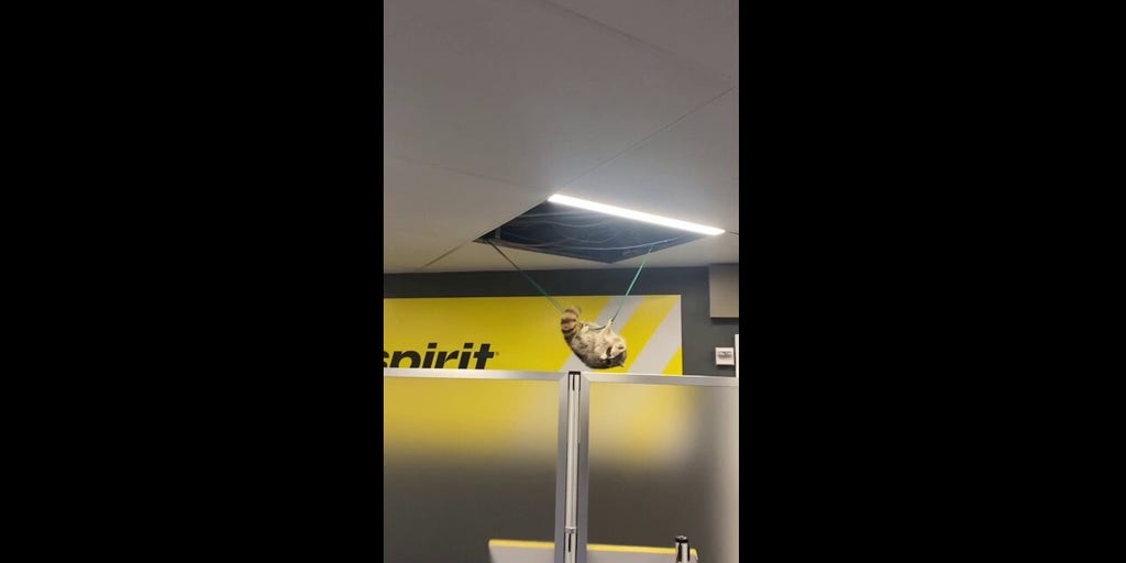 Wild moment raccoon falls from ceiling at LaGuardia Airport