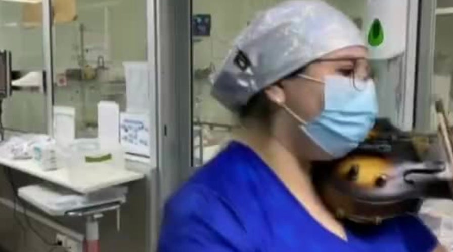 Chilean nurse plays violin for coronavirus patients