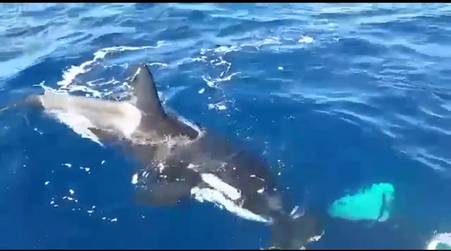 Killer whale near Spain bites rudders off boat