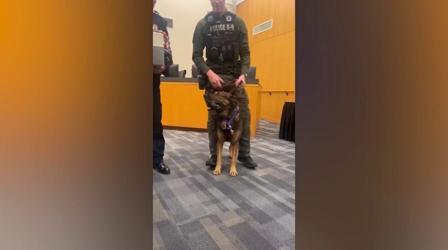 Texas K9 given Purple Heart after being shot in paw, ear: 'Selfless'