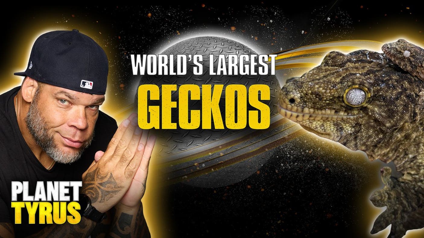 Tyrus' Zoo: Meet Scrim & Ruby, World’s Largest Geckos | Planet Tyrus