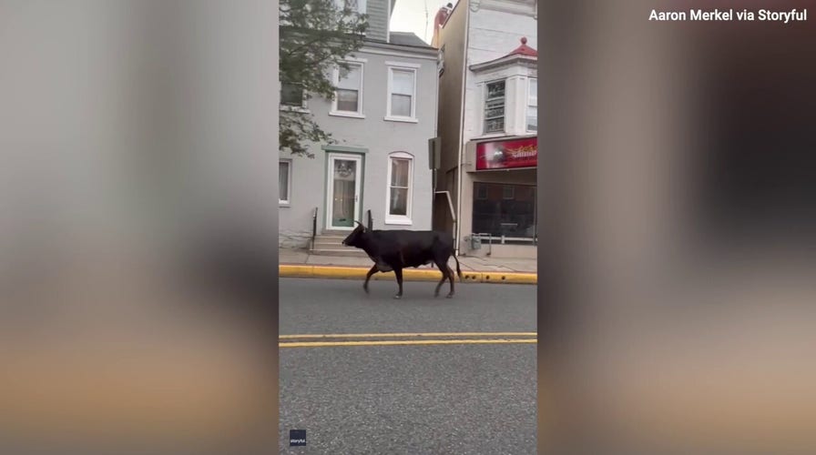 Get a moo-ve on! Watch as police chase down a cow on the loose