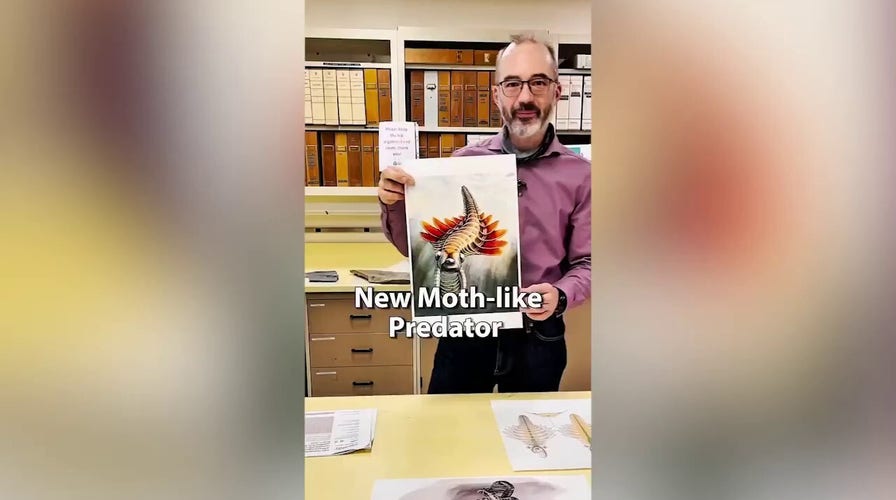 Canadian scientists identify ancient 'moth-like' predator with preserved internal anatomy