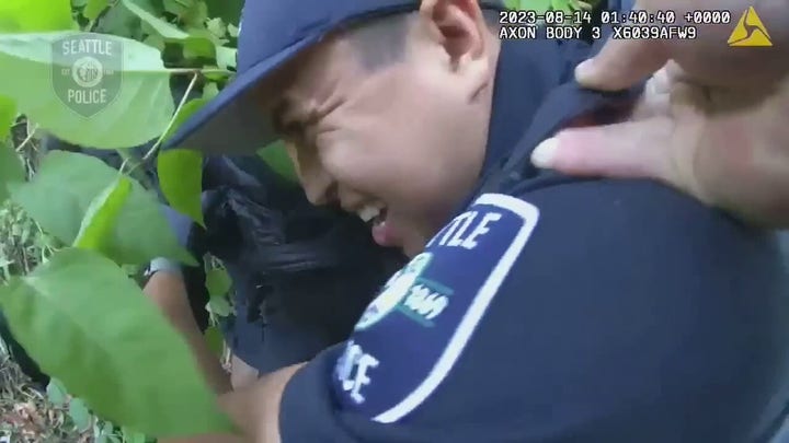 Swarm of wasps sting police officers, suspect during arrest
