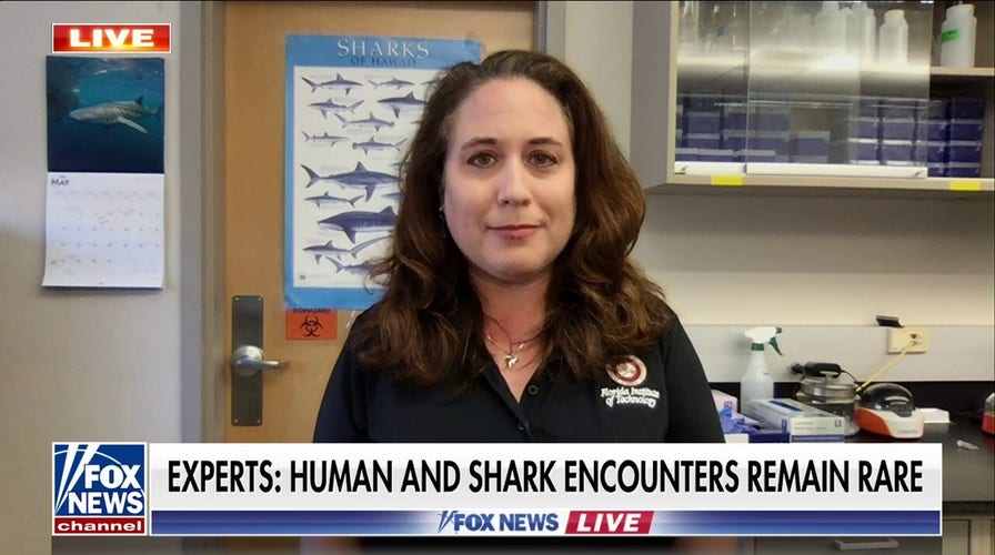 Most shark attacks are actually provoked by people: Shark expert Dr. Daly-Engel