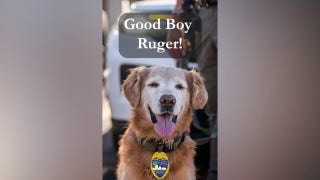 Florida K-9 finds missing teen with autism alone in parking lot, officers say