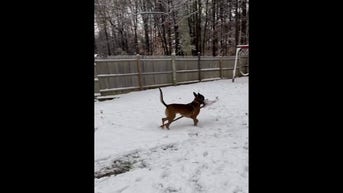 WATCH: Vermont dog shovels snow
