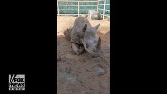 WATCH: White rhino, George, turns 13