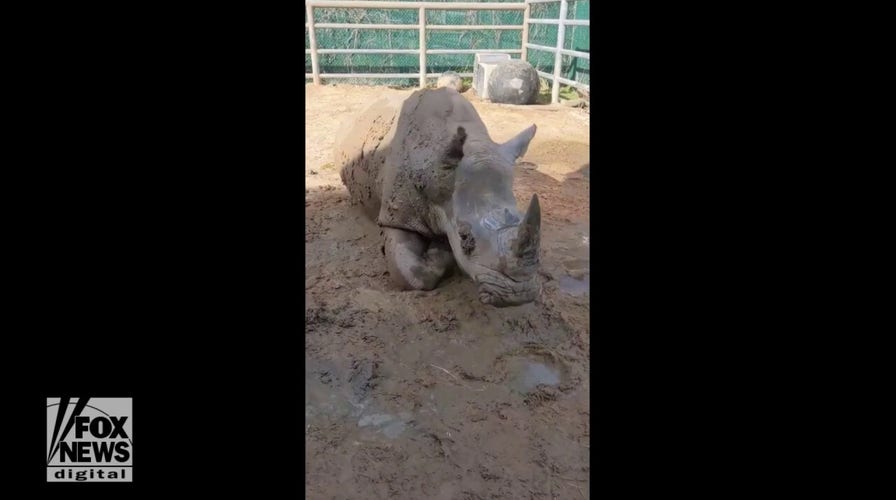 White rhino George at Houston Zoo turns 13 — and celebrates in the funniest way