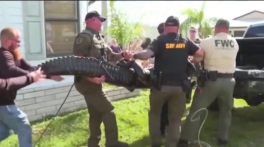 9-foot gator caught in Tampa