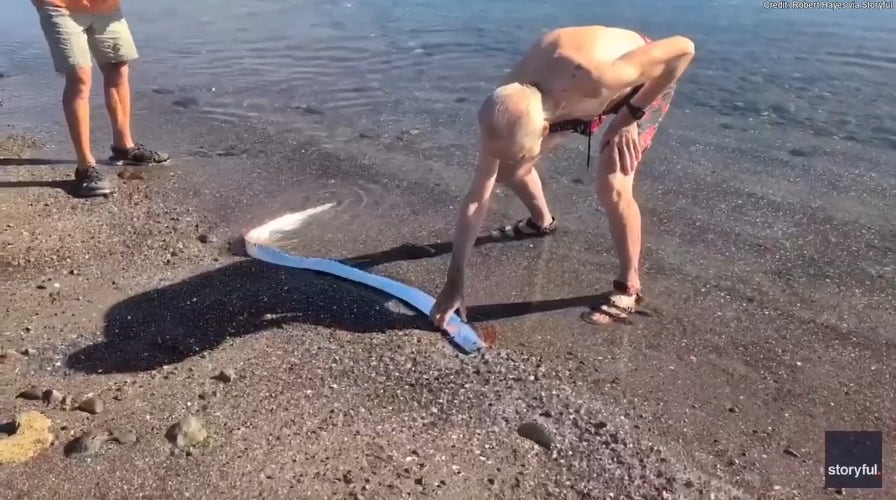 Beachgoers encounter rare sea creature in Mexico