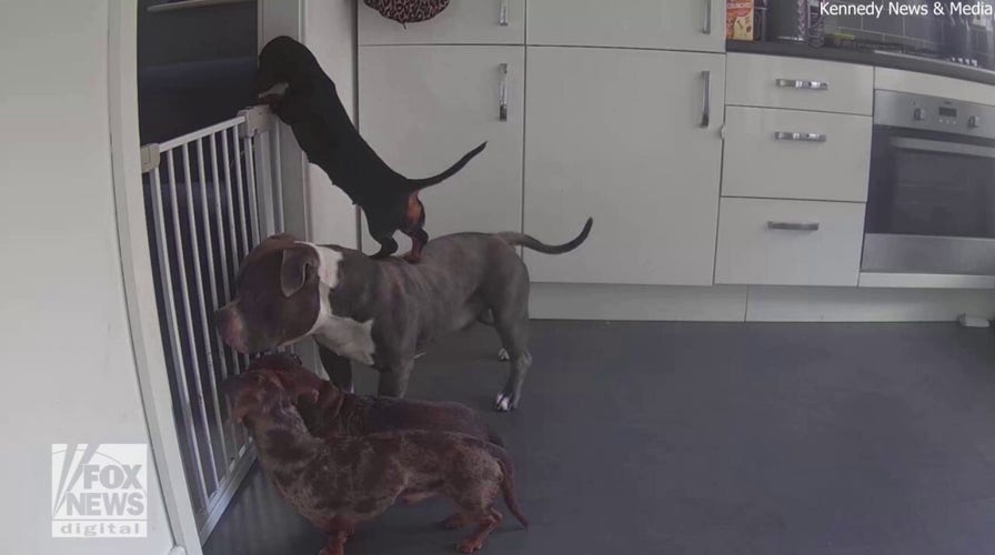 Funny video reveals how one dog escaped from a gated kitchen