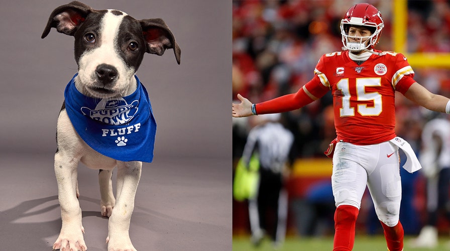 The Puppy Bowl: What to know about the Super Bowl of adorable puppies 