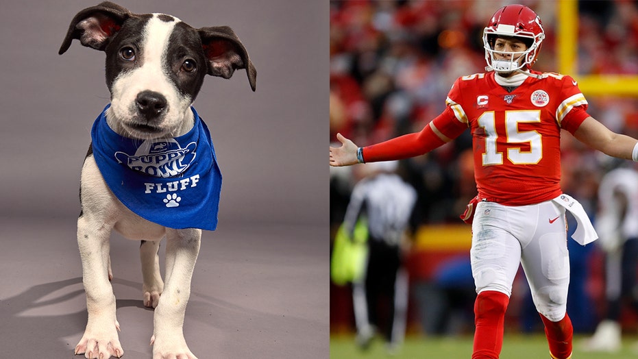super bowl puppy bowl
