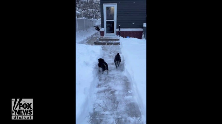 Nebraska homeowner digs snowy path for his pugs after major storm