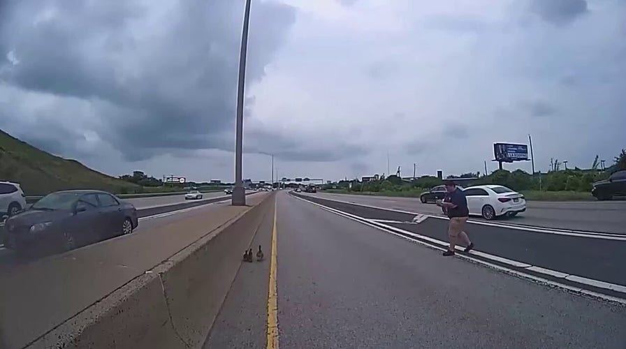 Ducks stuck on highway as traffic stops to help