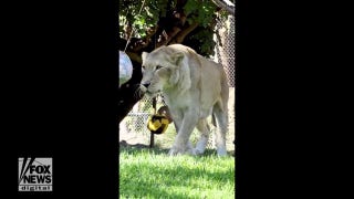 Oldest lioness in Australia celebrates milestone birthday in style - Fox News