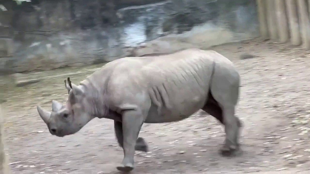 Cincinnati Zoo shared footage of its rare young rhino jumping for