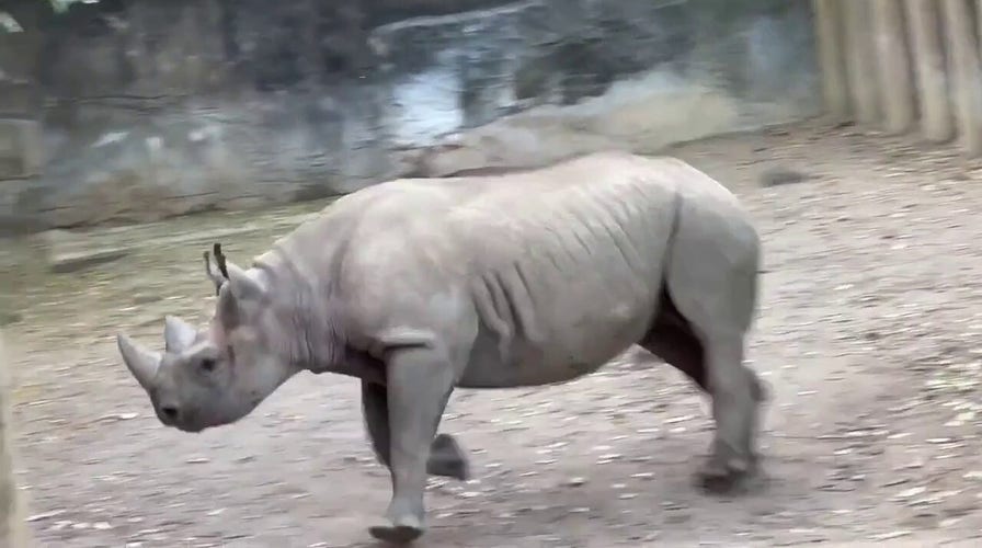 Cincinnati Zoo shared footage of its rare young rhino jumping for joy in its enclosure