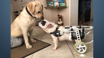 Tech entrepreneur saves Ukrainian pets with cutting edge technology