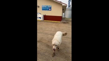 Dog walks 5 miles overnight in search of breakfast burrito from corner store