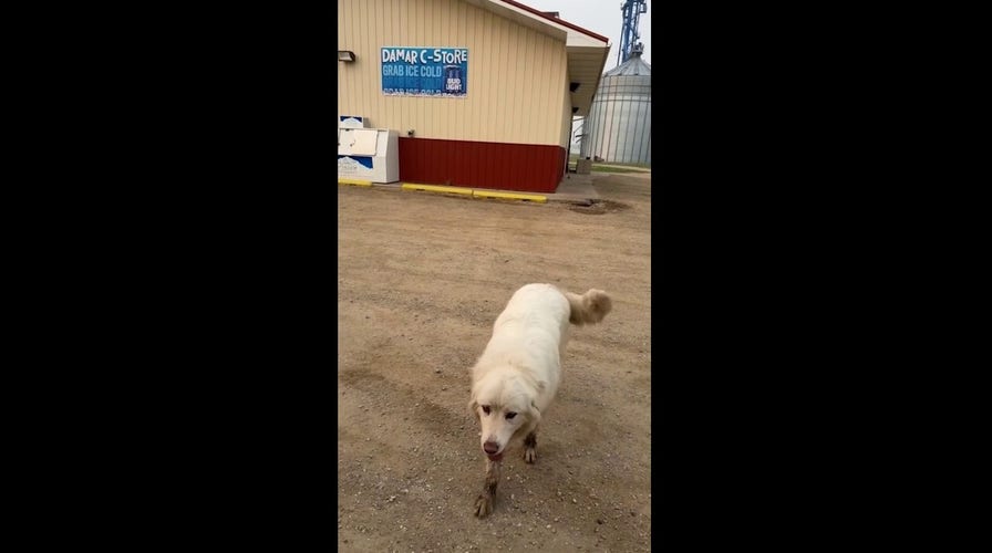 Dog walks 5 miles overnight in search of breakfast burrito from corner store